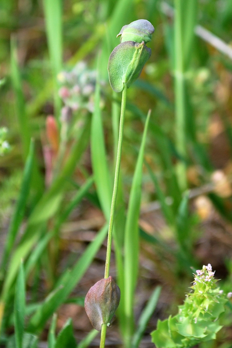 Image of Microthlaspi perfoliatum specimen.