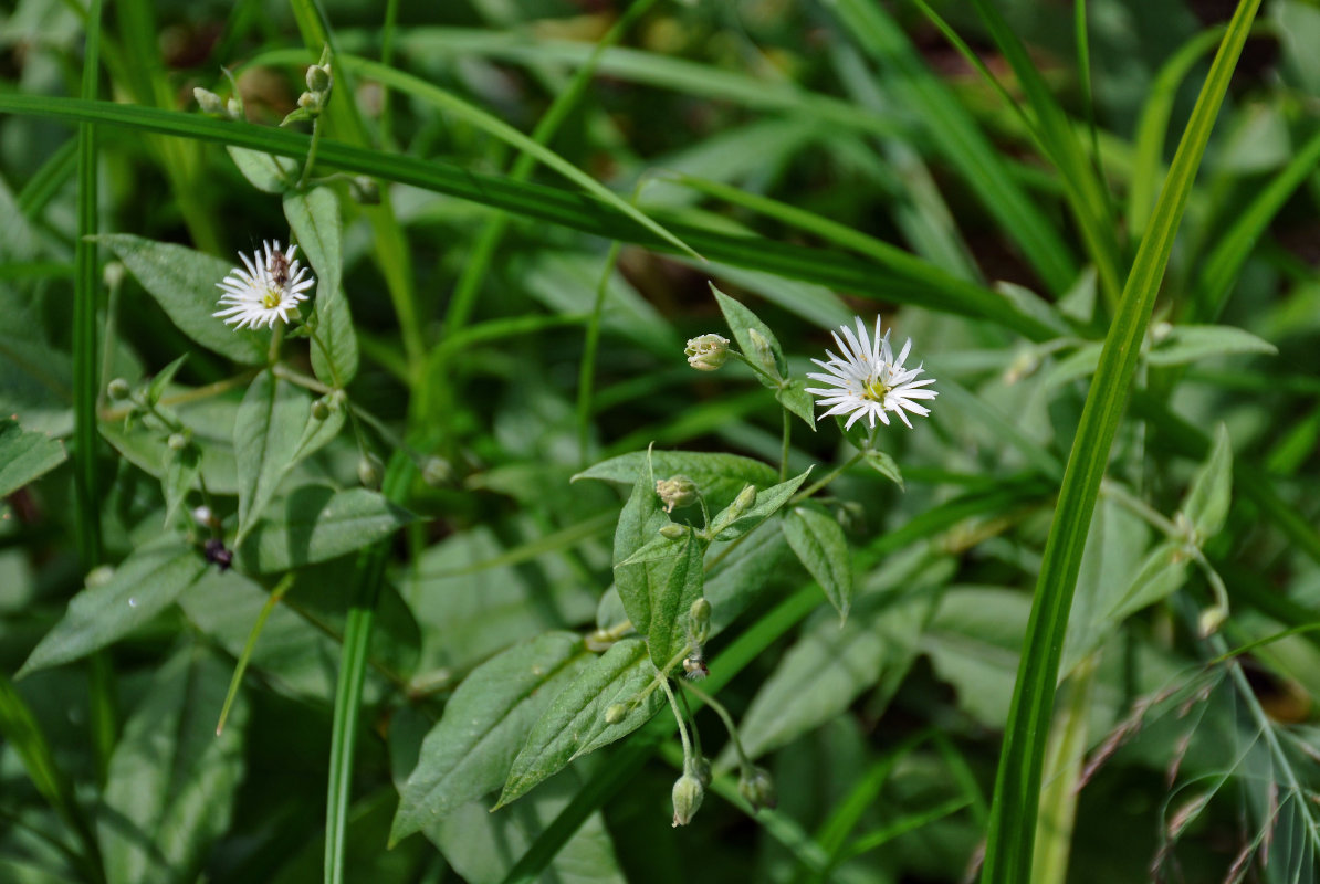 Изображение особи Fimbripetalum radians.