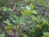 Fragaria vesca. Плодоносящее растение. Кабардино-Балкария, Черекский р-н, Кабардино-Балкарский высокогорный заповедник, Черек-Безенгийское ущелье, ≈ 2100 м н.у.м., морена у места впадения руч. Жигинжи-Су в реку Черек-Безенгийский. 16.08.2021.