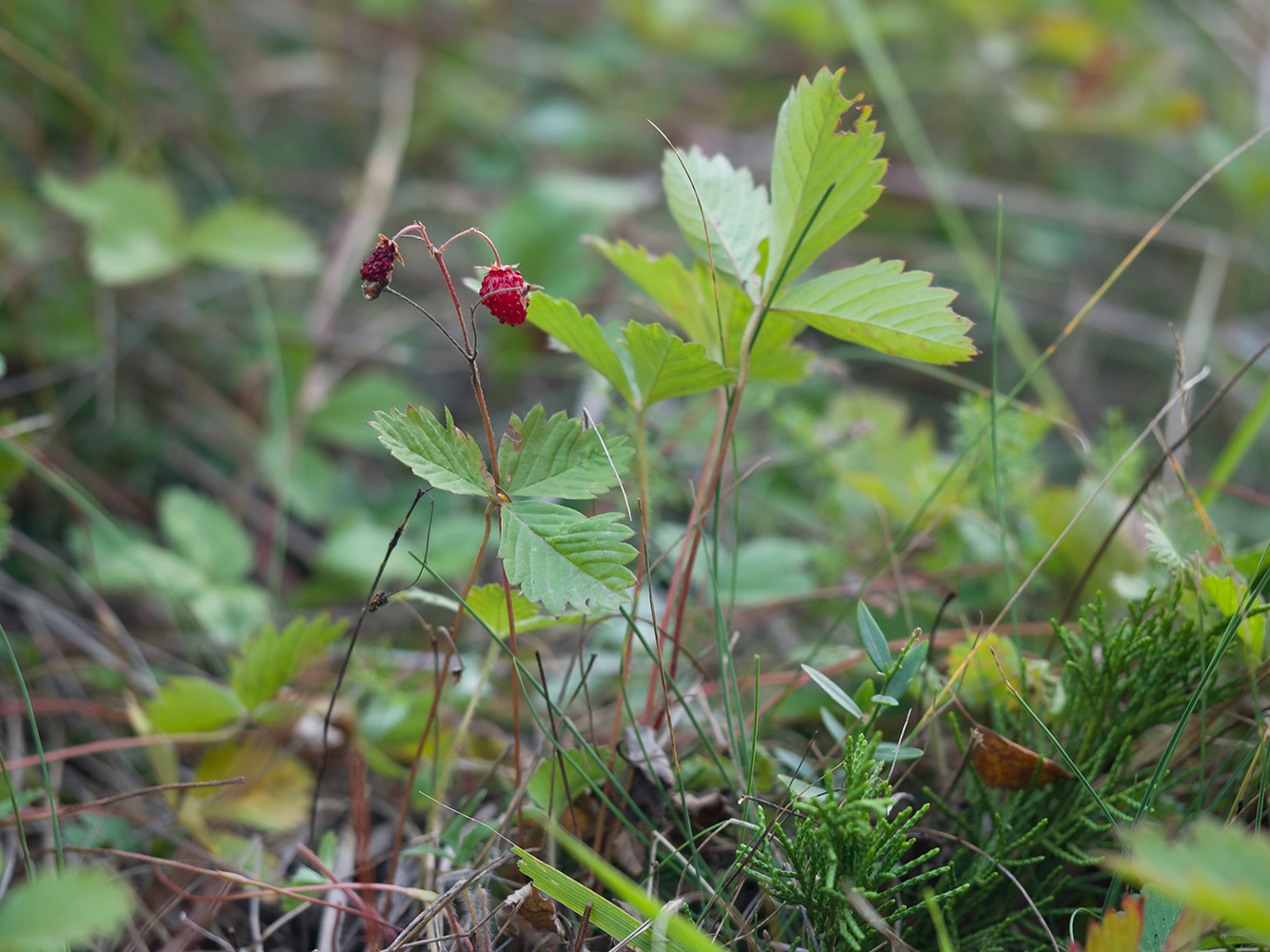 Image of Fragaria vesca specimen.