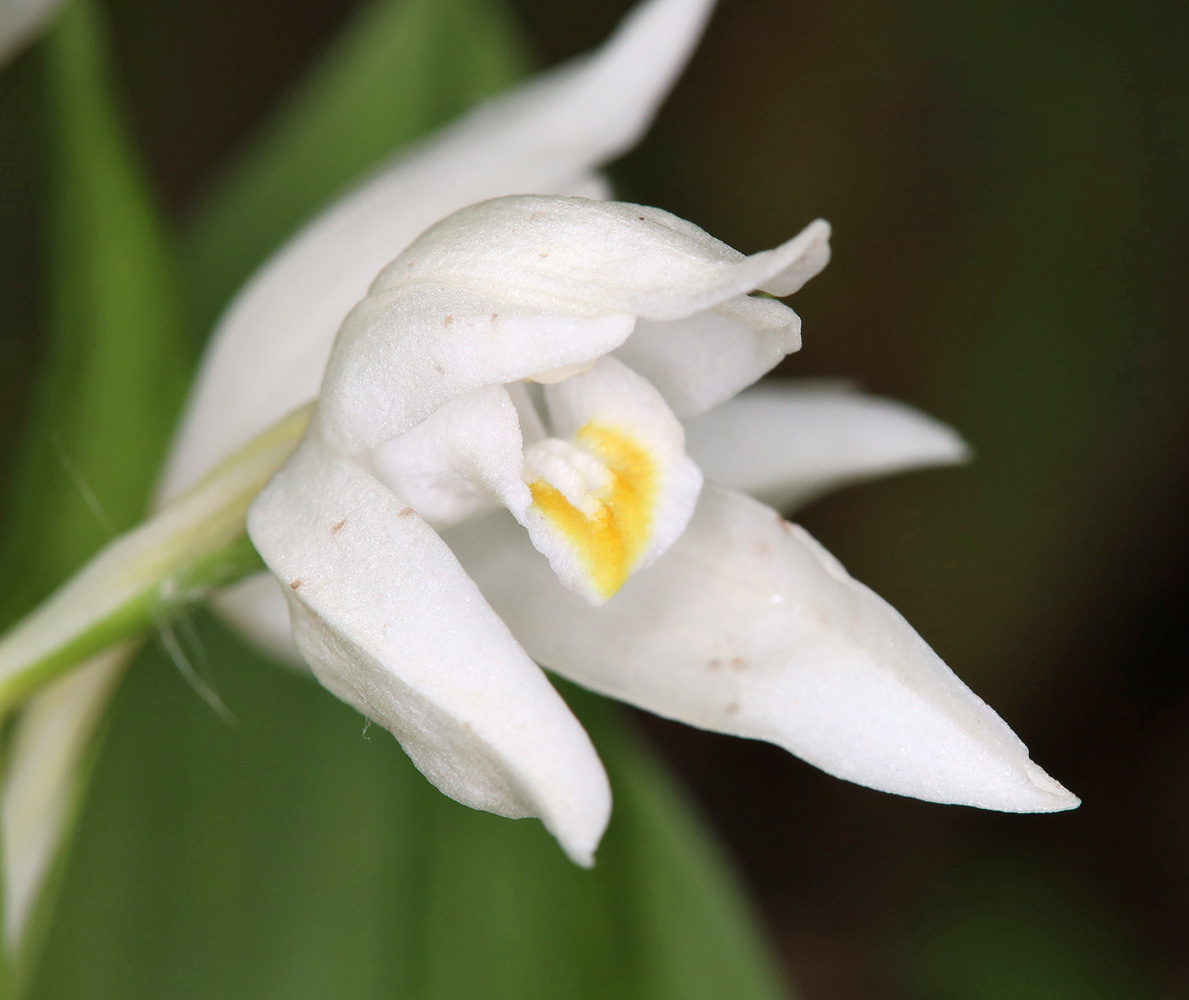 Изображение особи Cephalanthera caucasica.