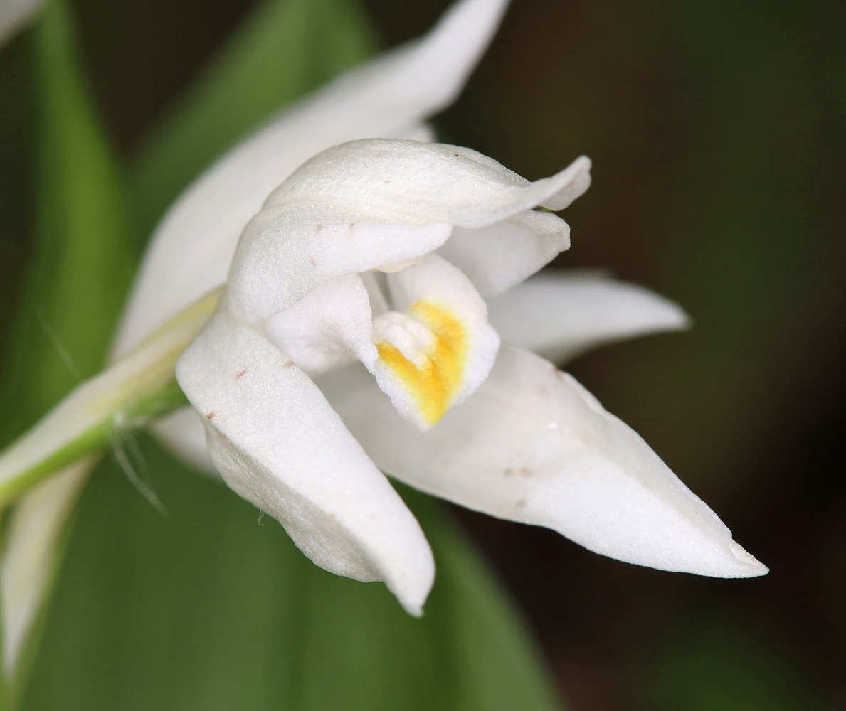 Image of Cephalanthera caucasica specimen.