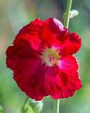 Alcea rosea