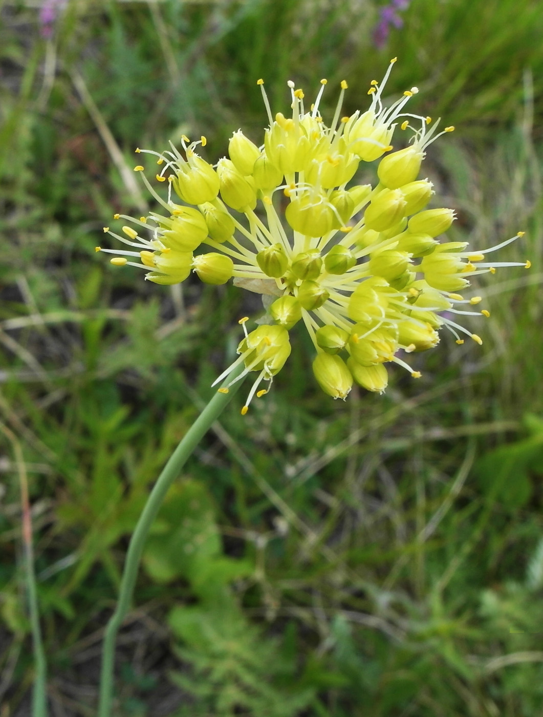 Image of Allium obliquum specimen.