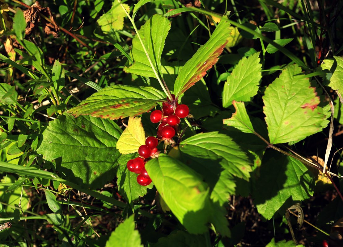 Image of Rubus saxatilis specimen.