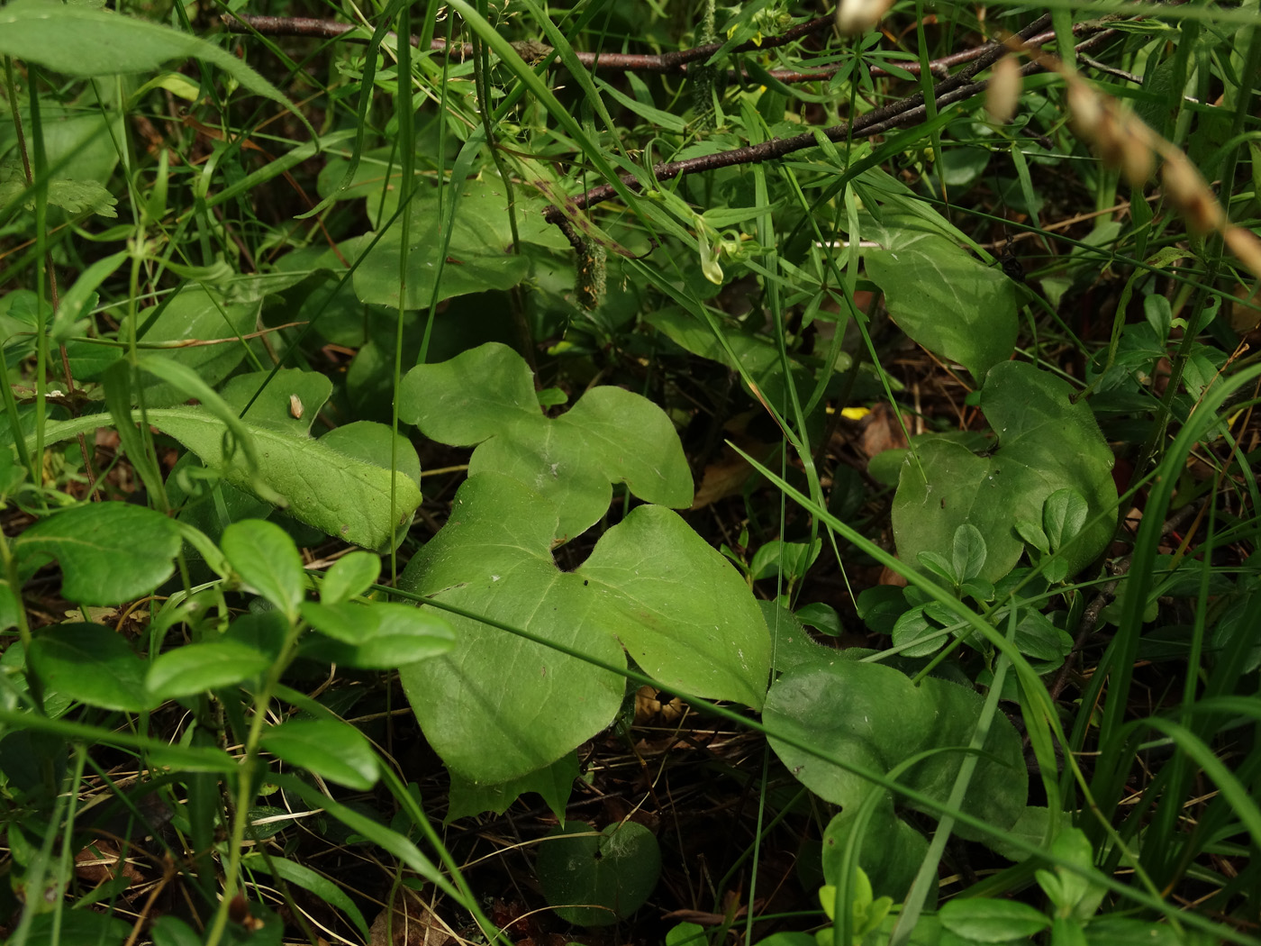 Image of Hepatica nobilis specimen.