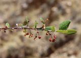 Cotoneaster melanocarpus. Веточка цветущего растения с завязавшимися плодами. Алтай, Кош-Агачский р-н, 5 км СВ с. Кокоря, степная балка. 26 июня 2022 г.