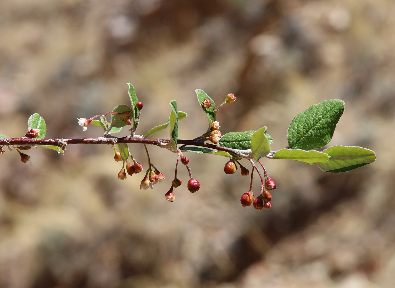 Image of Cotoneaster melanocarpus specimen.