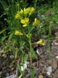 Brassica juncea. Соцветие. Томск, галечный берег р. Томь. 19.06.2022.