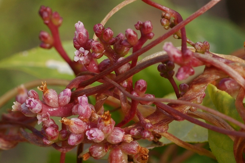 Image of Cuscuta monogyna specimen.