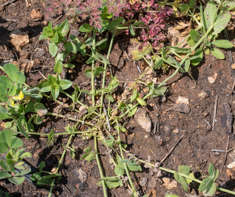 Image of Lathyrus fulvus specimen.