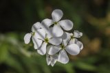 Hesperis voronovii