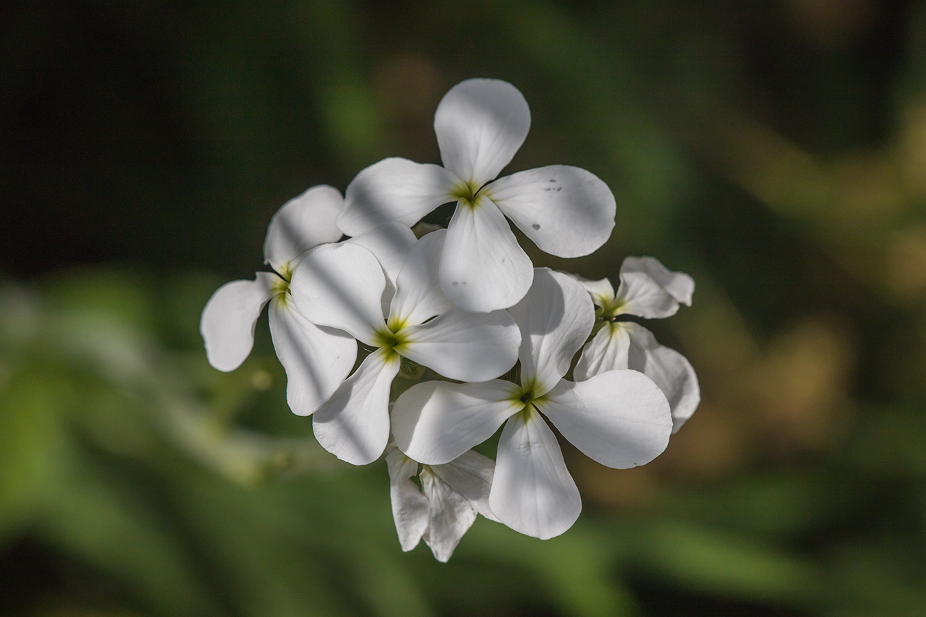 Image of Hesperis voronovii specimen.