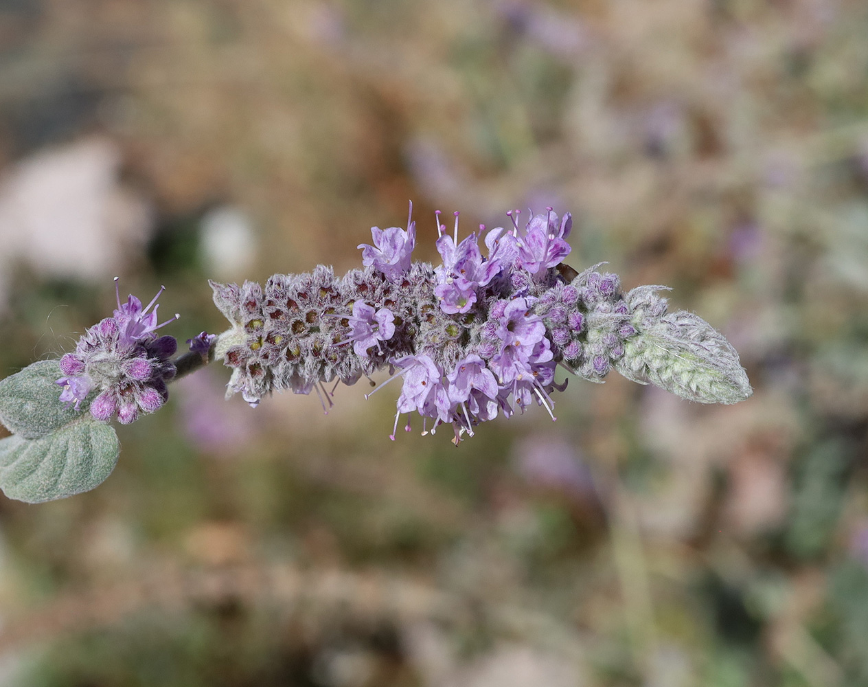 Изображение особи Mentha asiatica.