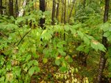 Euonymus verrucosus