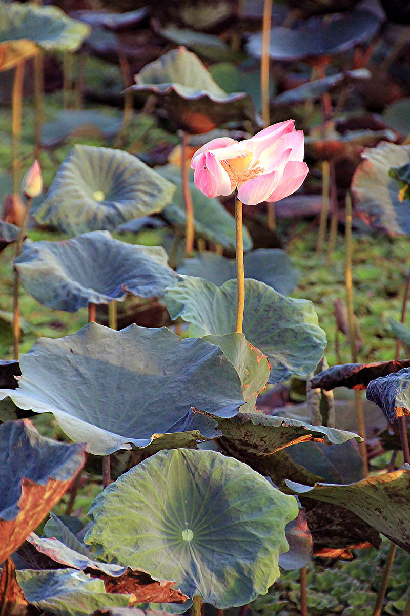 Изображение особи Nelumbo nucifera.