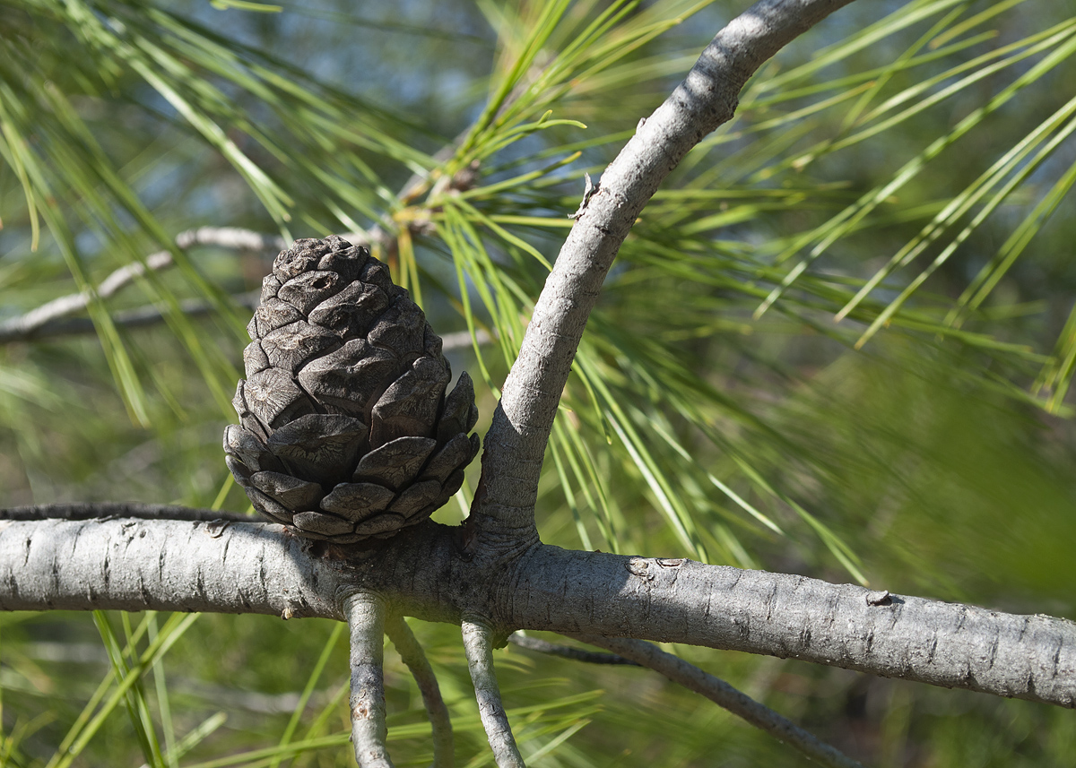 Изображение особи Pinus brutia.