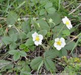 genus Fragaria