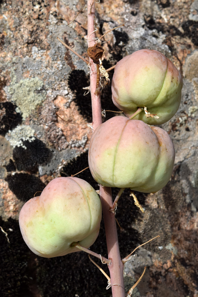 Image of Eremurus lactiflorus specimen.