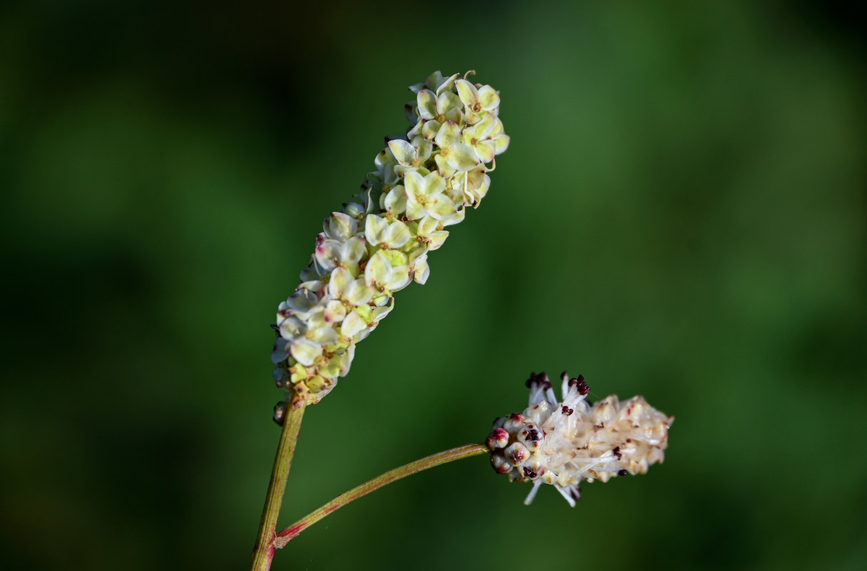 Image of Sanguisorba tenuifolia specimen.