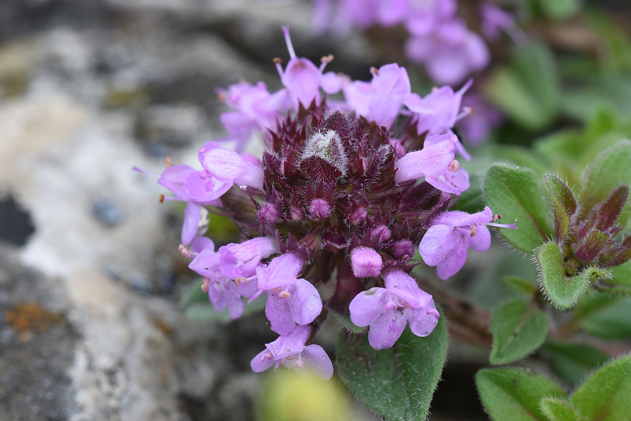 Изображение особи род Thymus.