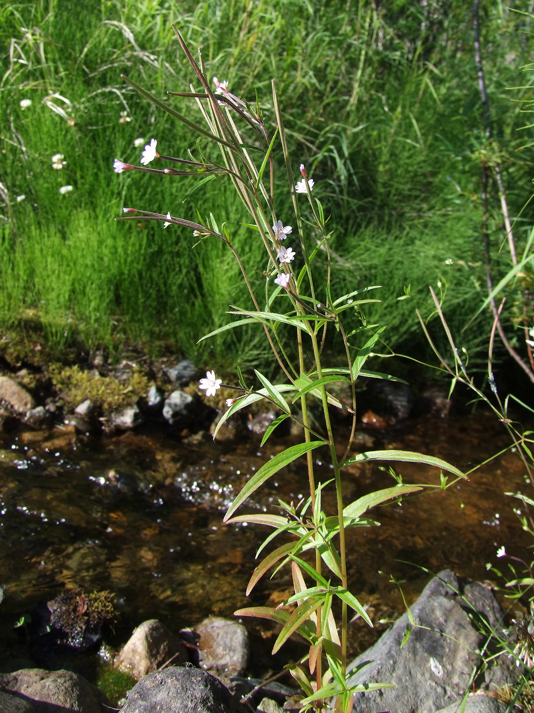 Image of Epilobium palustre specimen.