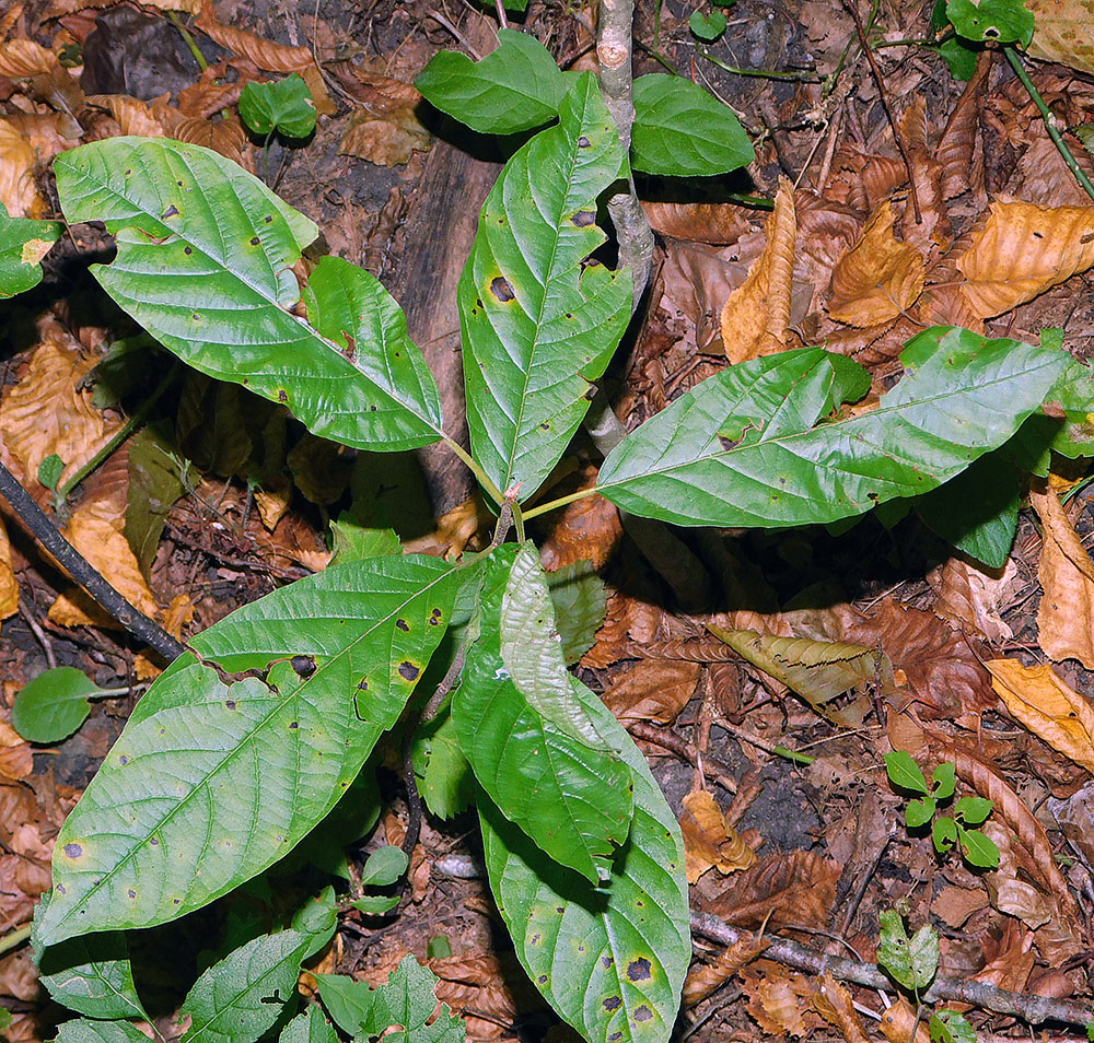 Изображение особи Frangula alnus.