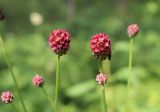 Sanguisorba officinalis. Соцветия с притаившимся насекомым. Томская обл., окр. с. Батурино, памятник природы \"Звёздный ключ\", поляна в березовом лесу. 31.07.2022.