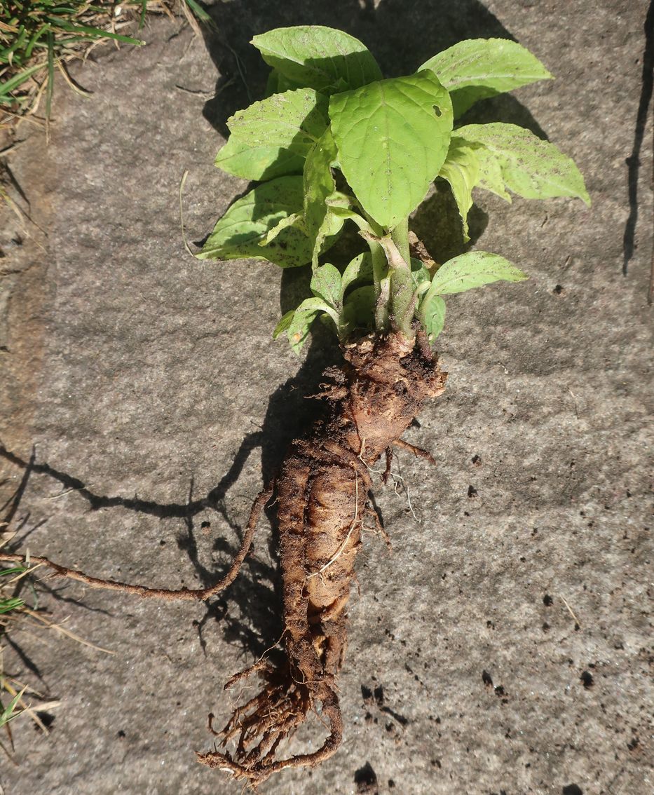Изображение особи Phytolacca acinosa.