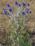 Echinops ruthenicus