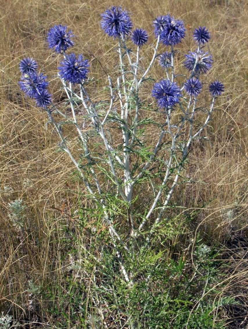 Изображение особи Echinops albotomentosus.