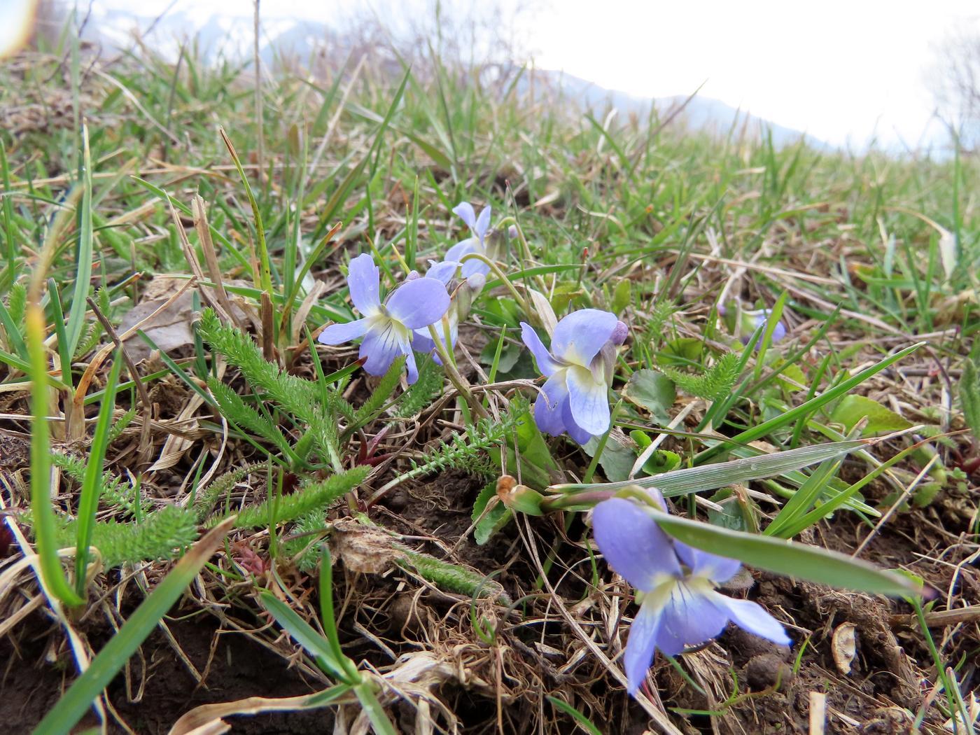 Image of Viola suavis specimen.