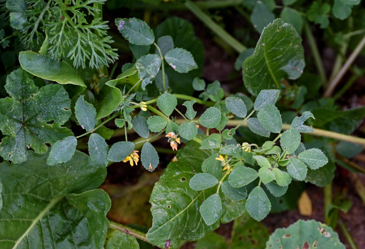 Изображение особи род Medicago.