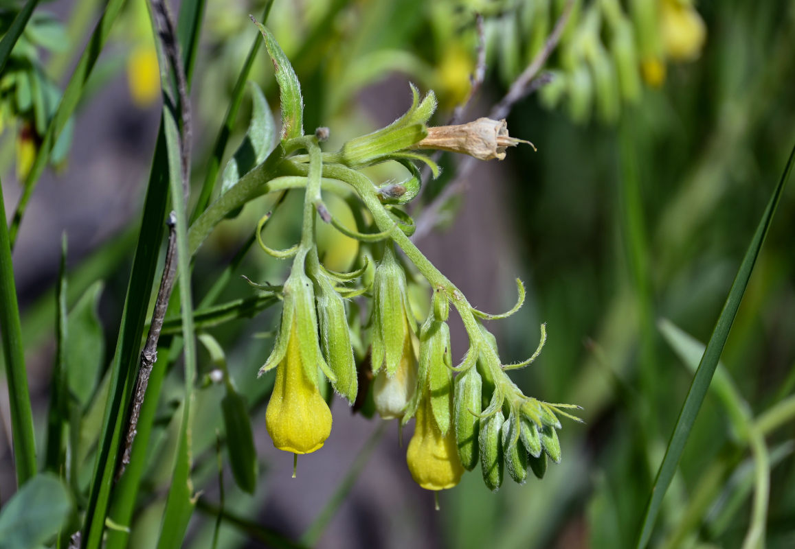 Изображение особи Onosma sericea.