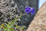 Platycodon grandiflorus. Верхушка цветущего растения. Приморье, окр. г. Находка, гора Памятник, скальный массив Замок, на скале. 29.07.2021.