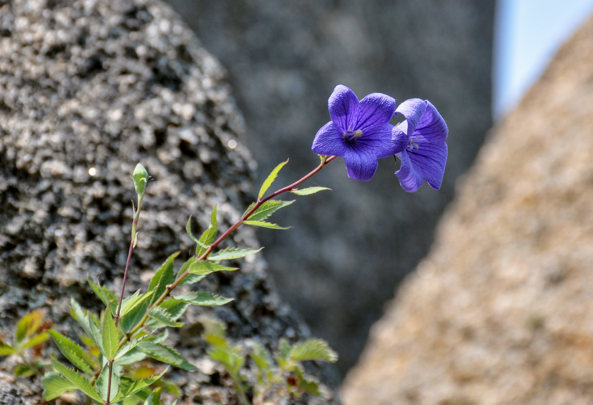 Image of Platycodon grandiflorus specimen.