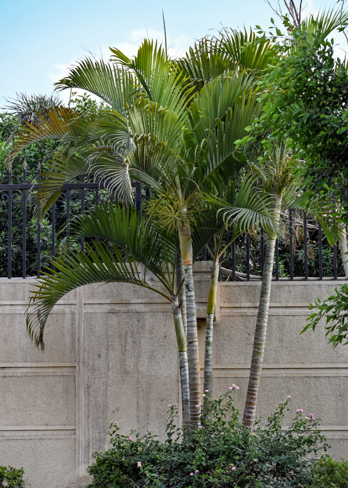 Изображение особи Dypsis lutescens.