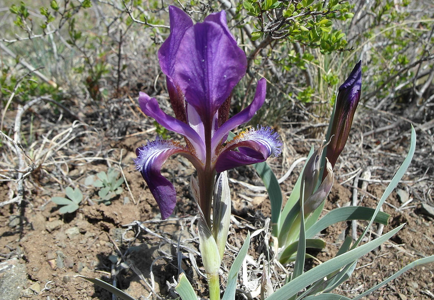 Image of Iris glaucescens specimen.