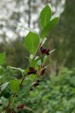 Lonicera involucrata. Ветвь с соплодиями. Мурманская обл., г. Кировск, Полярно-альпийский ботанический сад-институт, в культуре. 10.08.2010.