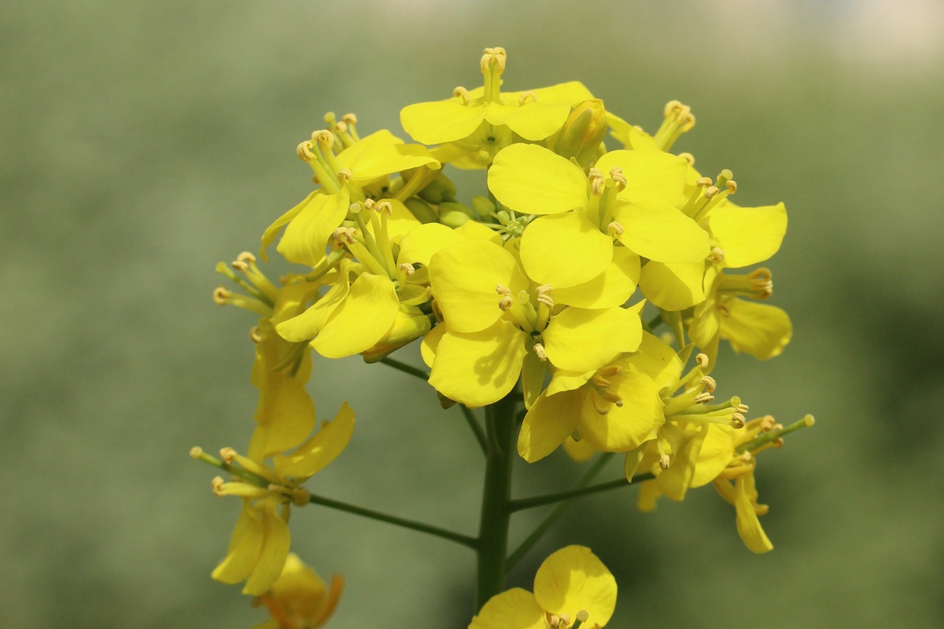 Изображение особи Brassica campestris.