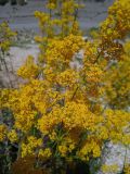 Galium verum