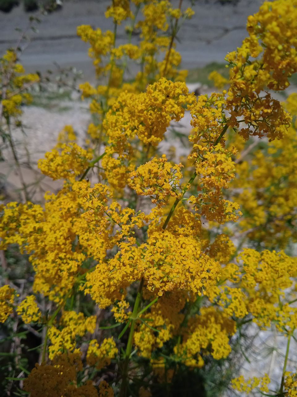 Изображение особи Galium verum.