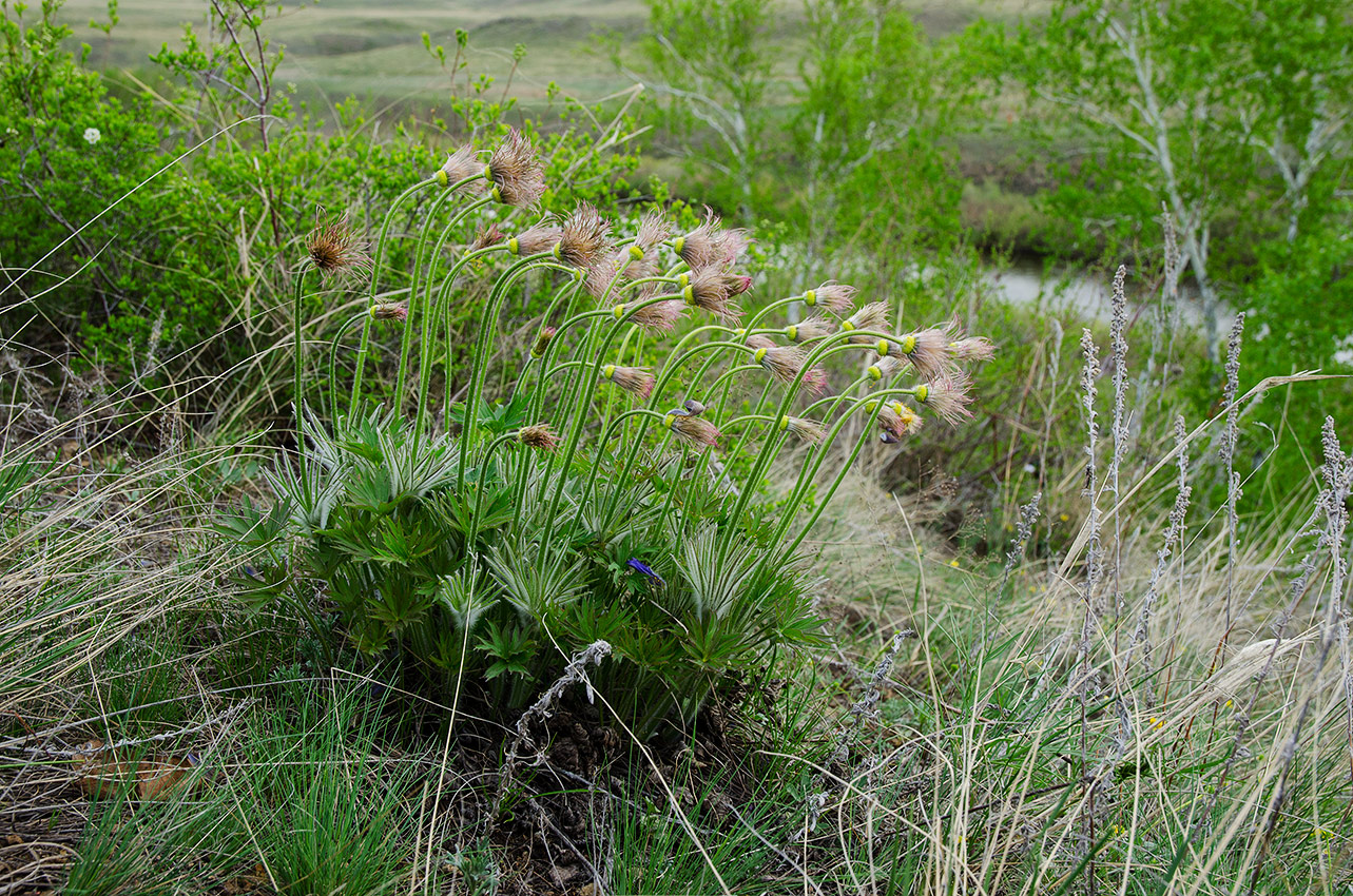 Image of genus Pulsatilla specimen.