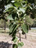 Populus talassica