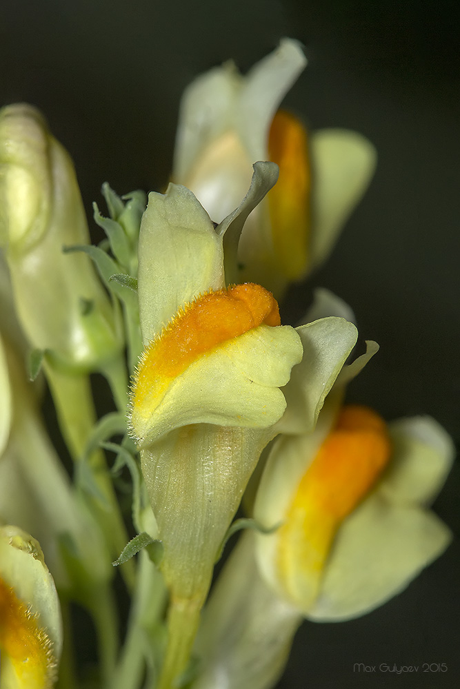 Image of Linaria vulgaris specimen.