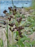 Juncus compressus. Верхушки побегов с соплодиями. Тверская обл., Ржевский р-н, берег р. Волга, перекат Рождественский. 1 августа 2010 г.