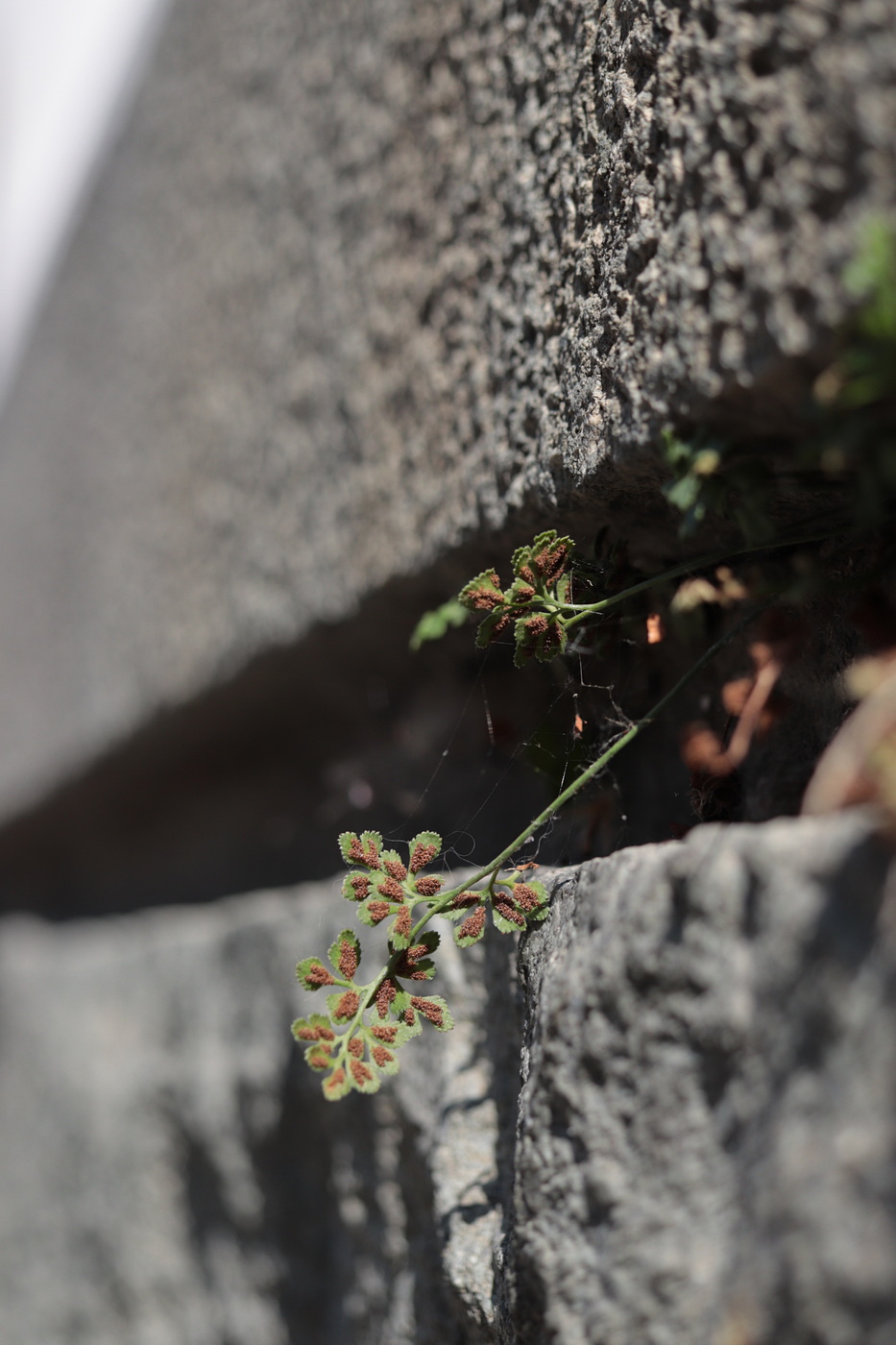 Изображение особи Asplenium ruta-muraria.