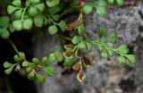 Asplenium ruta-muraria. Верхушки вай с сорусами (вид сверху и снизу). Грузия, Имеретия, Гелатский монастырь, на каменной стене. 14.06.2023.