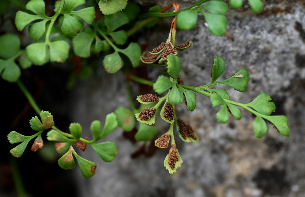 Изображение особи Asplenium ruta-muraria.