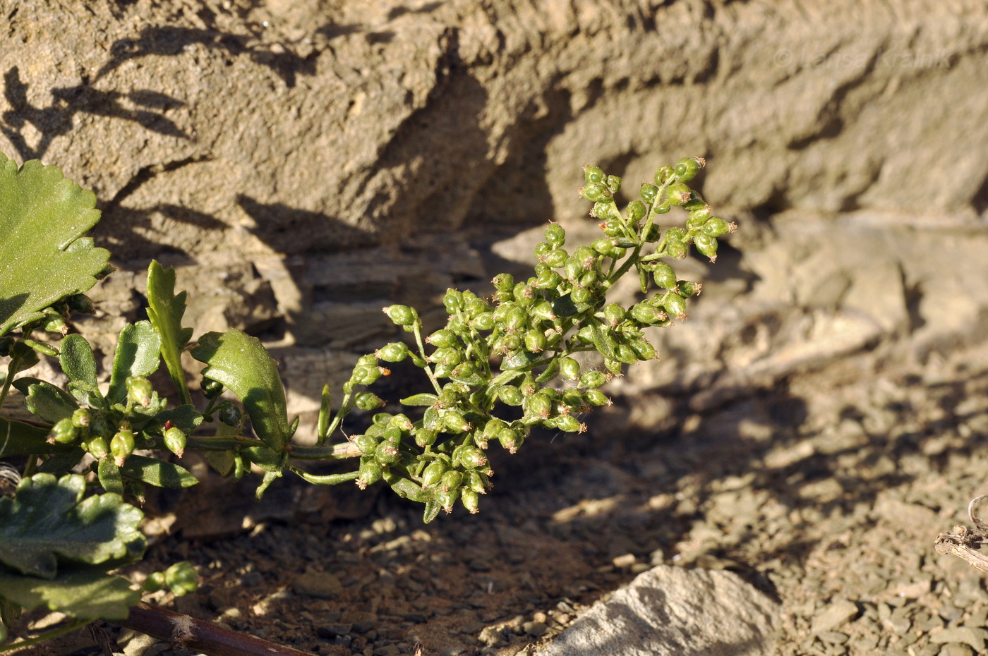 Image of Artemisia littoricola specimen.